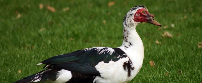duck_01_nz_cc
