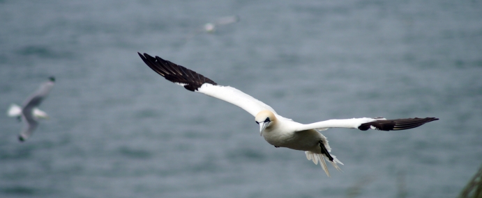 gannet_09_rspb_cc