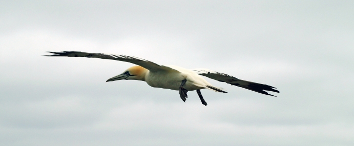 gannet_14_rspb_cc