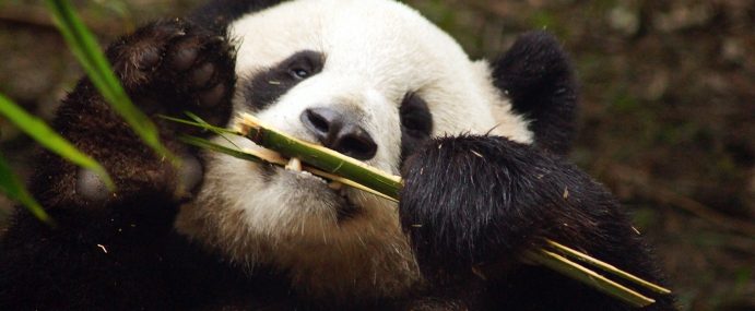 giantpanda_01_chn_cc