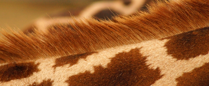 giraffe_03_zsl_cc