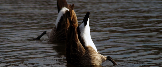 goose_02_lnd_cc