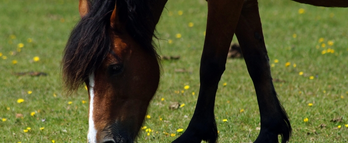 horse_10_nwf_cc