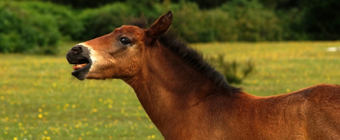 horse_14_nwf_cc