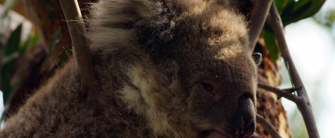 koala_03_aus_cc