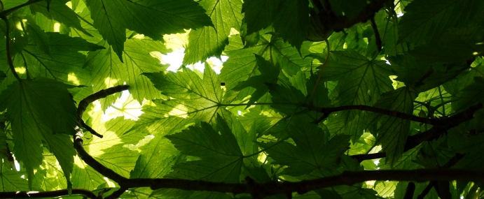 leaves_03_ber_cc