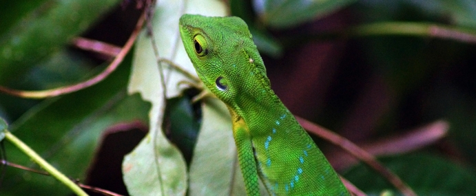 lizard_02_mal_cc