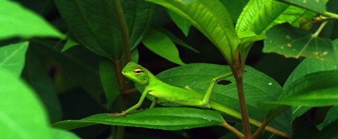 lizard_11_srl_cc