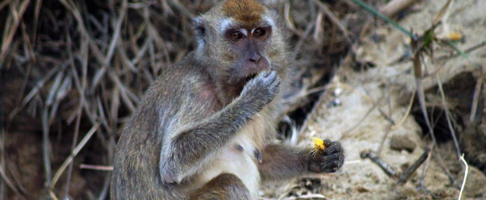macaque_18_mal_cc