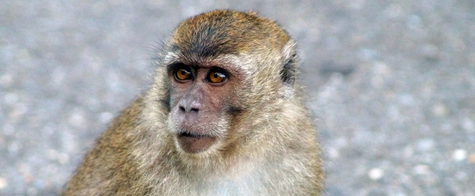 macaque_46_ind_cc
