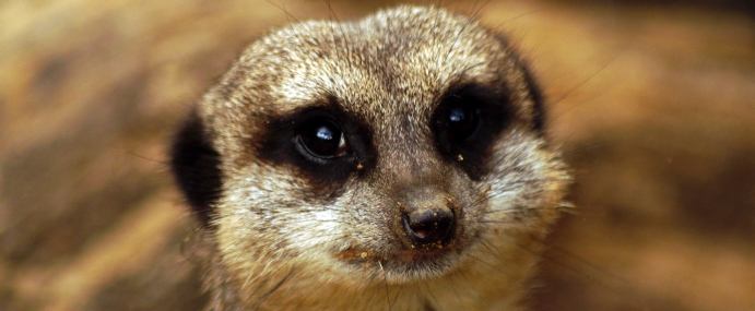 meerkat_07_zsl_cc