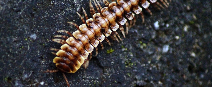 milipede_04_mal_cc