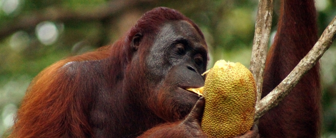 orangutan_16_sem_cc
