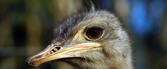 ostrich_05_nz_cc