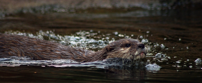 otter_05_zsl_cc
