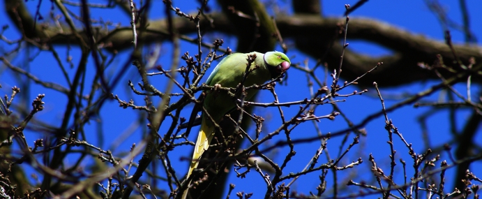 parakeet_07_lnd_cc