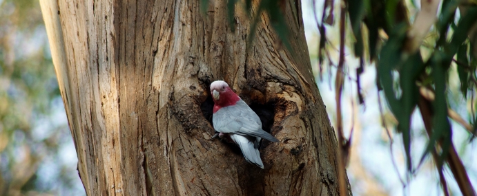 parrot_04_aus_cc