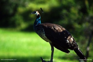 Proud Peafowl