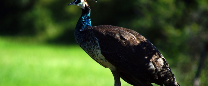 peacock_01_srl_cc