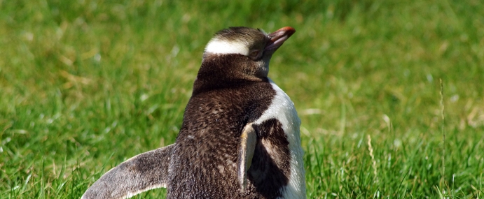 penguin_09_nz_cc