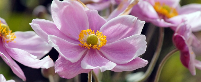 pinkflower_13_dev_cc