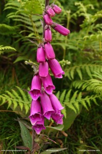 Magenta Foxglove