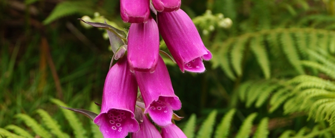 pinkflower_16_wal_cc