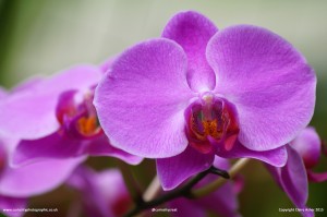 Pink Orchid