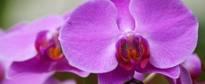 pinkflower_17_srl_cc