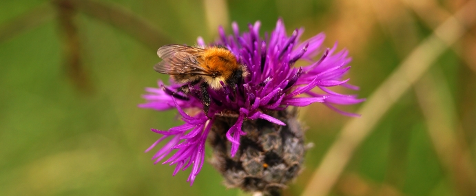 purpleflowerbee_03_dev_cc