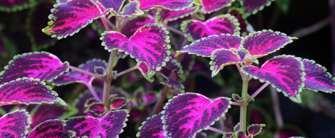 purpleplant_01_srl_cc