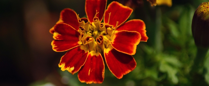 redflower_04_ber_cc
