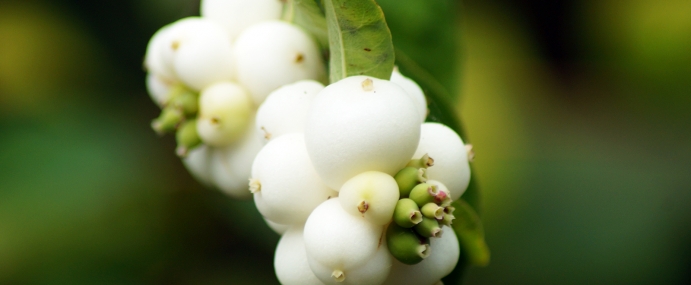 snowberry_01_nwb_cc