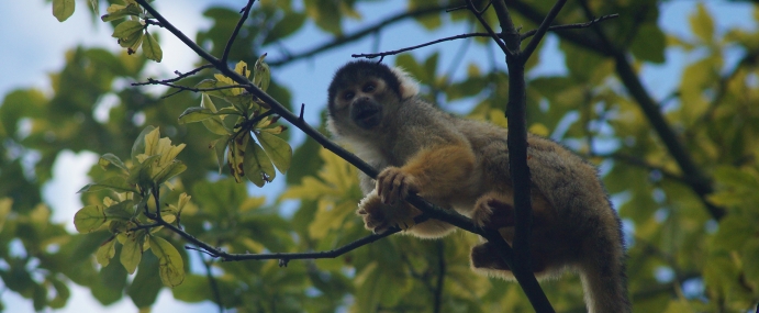 squirrelmonkey_02_zsl_cc