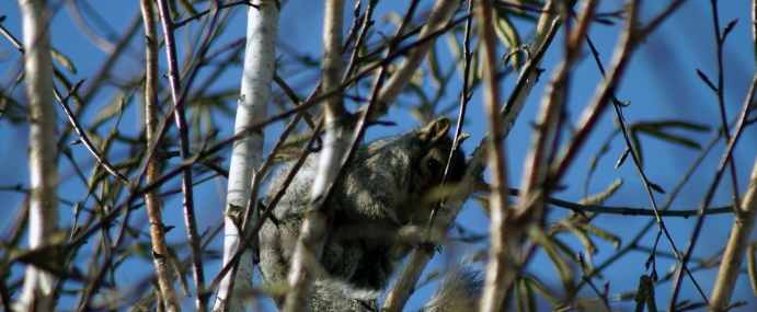 squirrel_03_wgc_cc