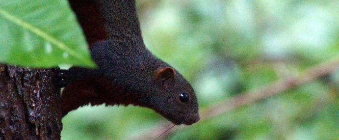 squirrel_05_vnm_cc