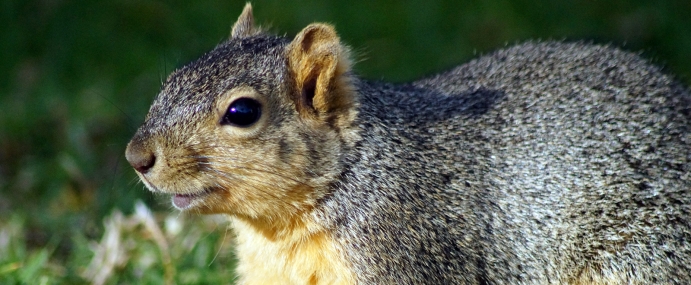 squirrel_09_usa_cc