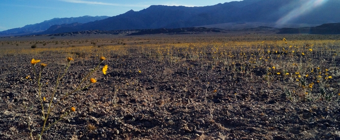 superbloom_01_usa_cc
