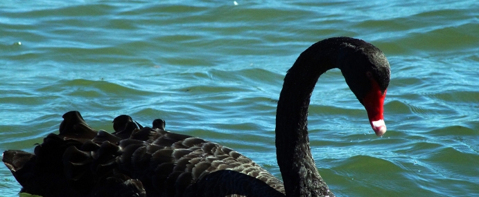 swan_04_nz_cc