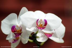 White Orchid