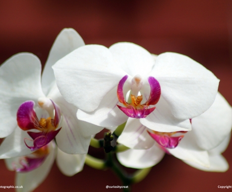 White Orchid
