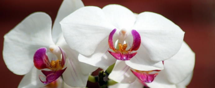 whiteflower_07_srl_cc