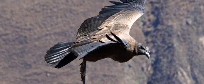 Condor_01_PER_CC