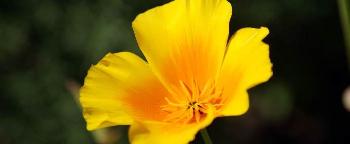 CaliPoppy_01_USA_CC