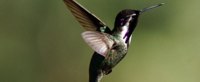 Hummingbird_01_USA_CC