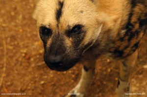 African Wild Dog