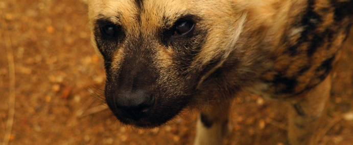 AfricanDog_02_ZSL_CC