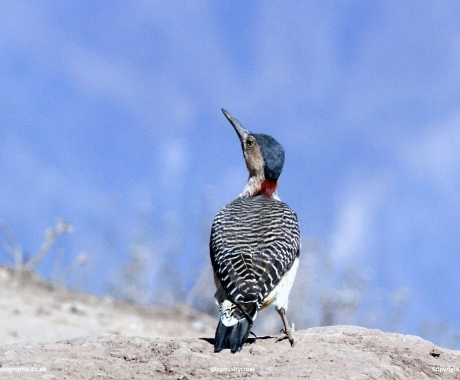 High-Altitude Woodpecker