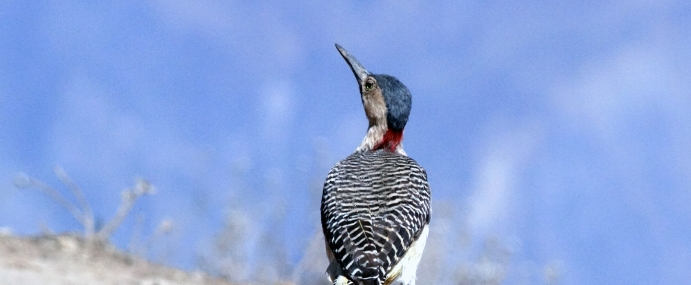 Bird_45_PER_CC
