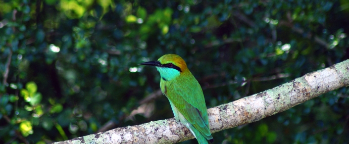 Bird_46_SRL_CC